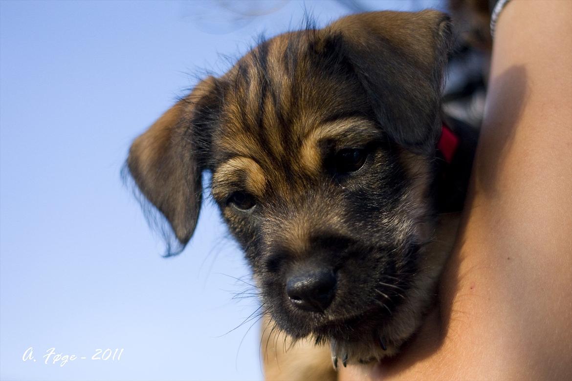 Blanding af racer Thea - Thea kigger ned mens jeg holder hende billede 13