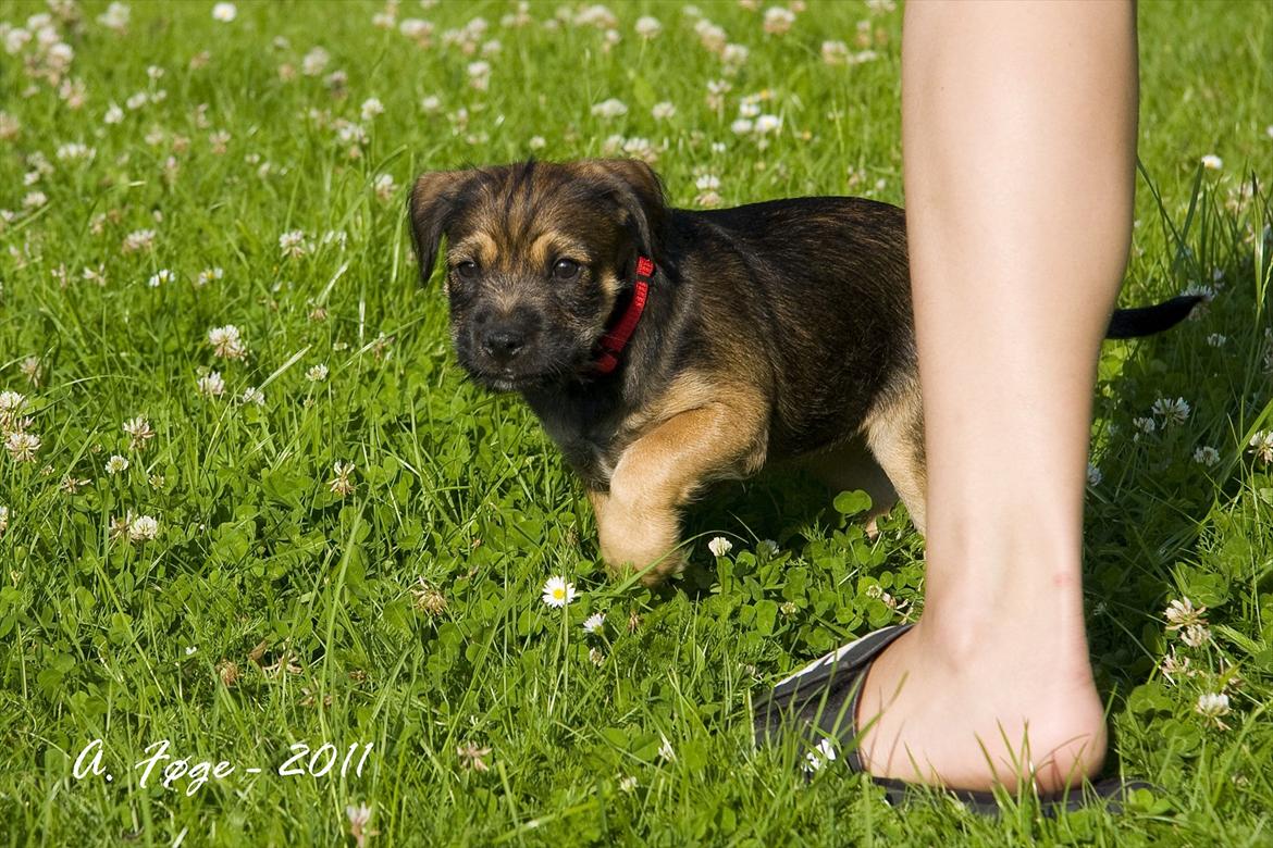 Blanding af racer Thea - så lille er hun det er min lillebrors ben:)  billede 14
