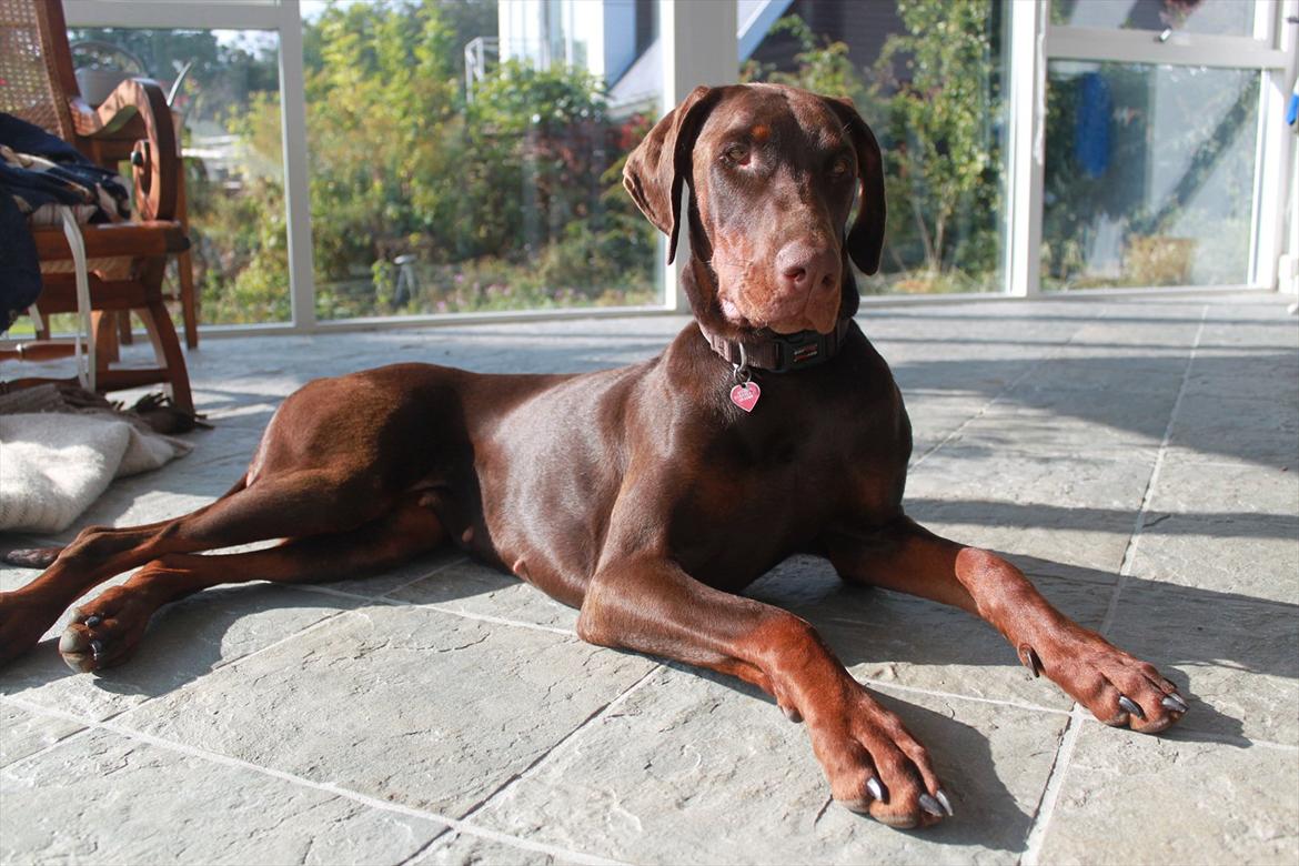 Dobermann RD Attractive Anastacia - 15 mdr billede 9