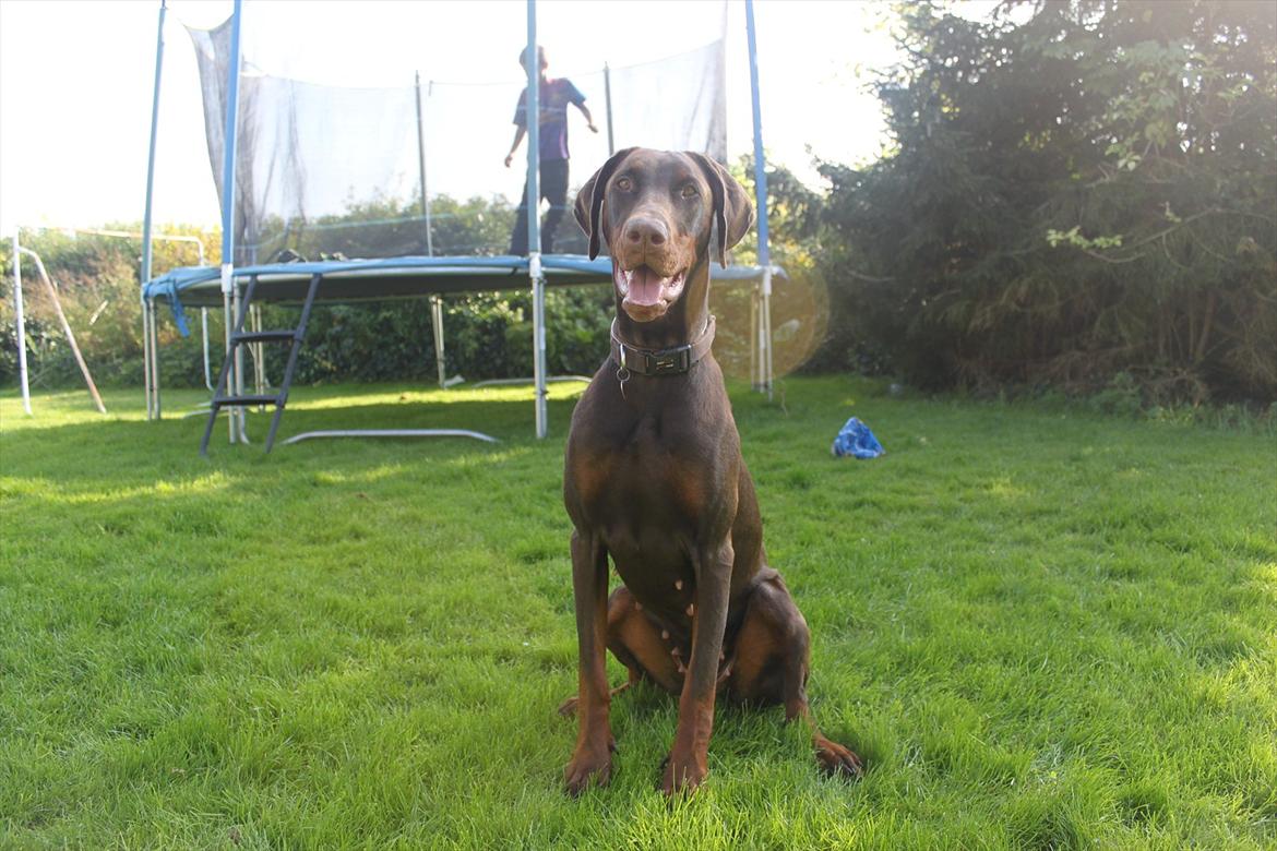 Dobermann RD Attractive Anastacia - 15 mdr billede 10
