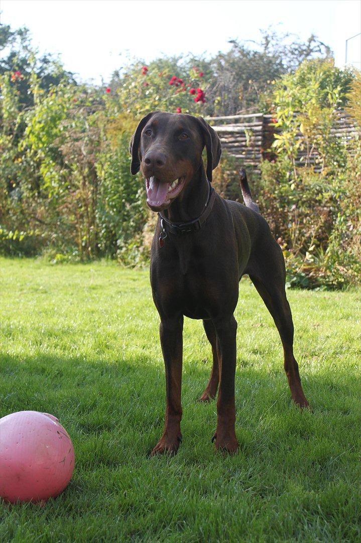 Dobermann RD Attractive Anastacia - 15 mdr billede 11