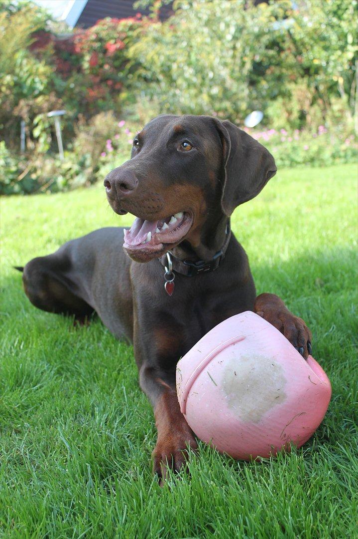 Dobermann RD Attractive Anastacia - 15 mdr billede 14