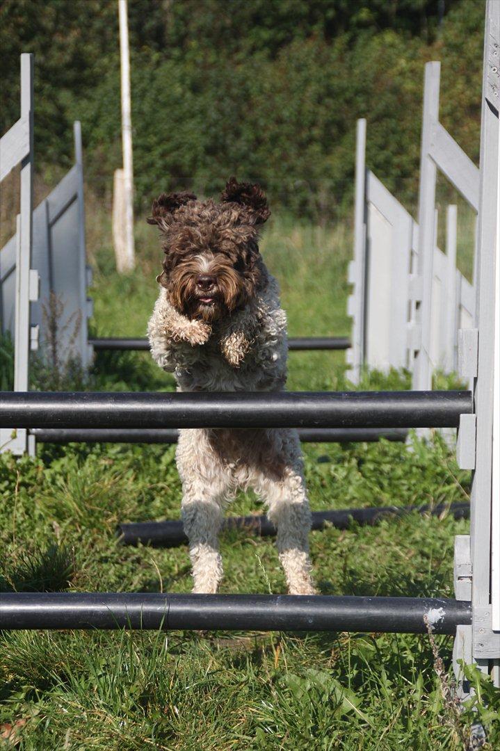 Lagotto romagnolo Balu - Lidt agility med bassen :-) <3 billede 12