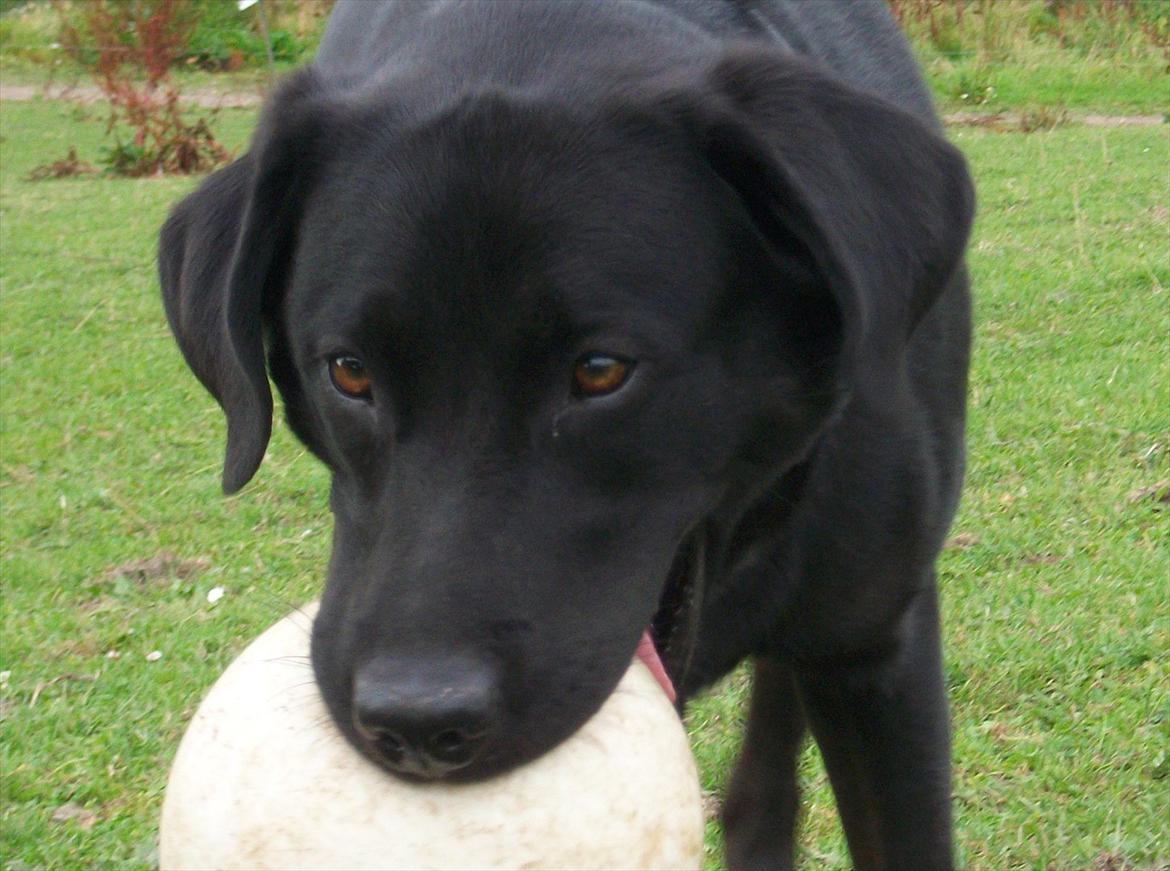 Blanding af racer Zorro - Velkommen til Zoderodeski's profil^^
Smid da lige en kommentar og bedømmelse billede 1