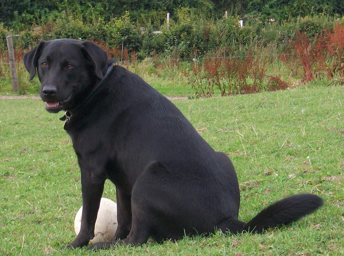 Blanding af racer Zorro billede 2