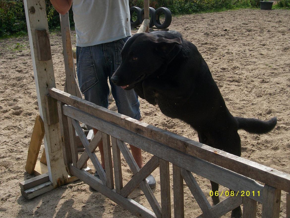 Blanding af racer Zorro billede 3