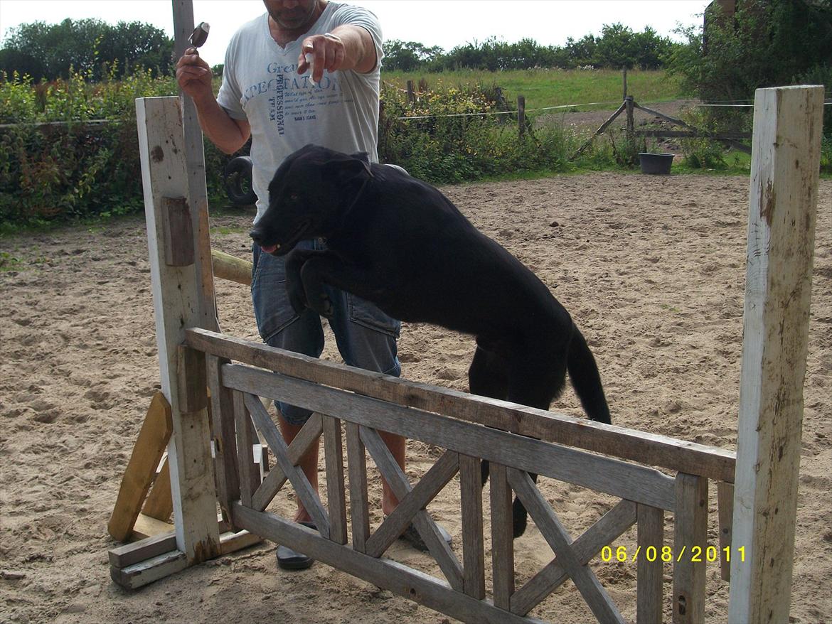 Blanding af racer Zorro billede 4