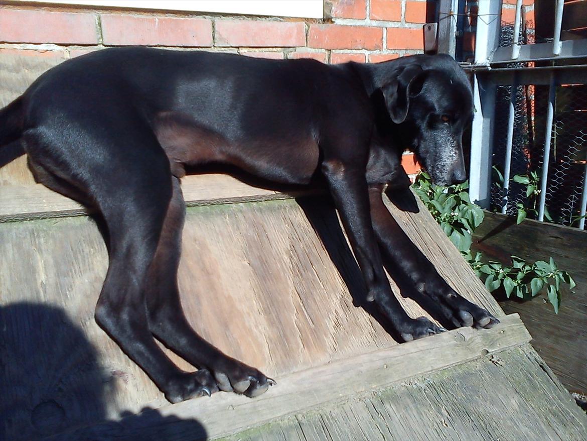 Blanding af racer Odin R.I.P d 7 nov 2013 billede 2