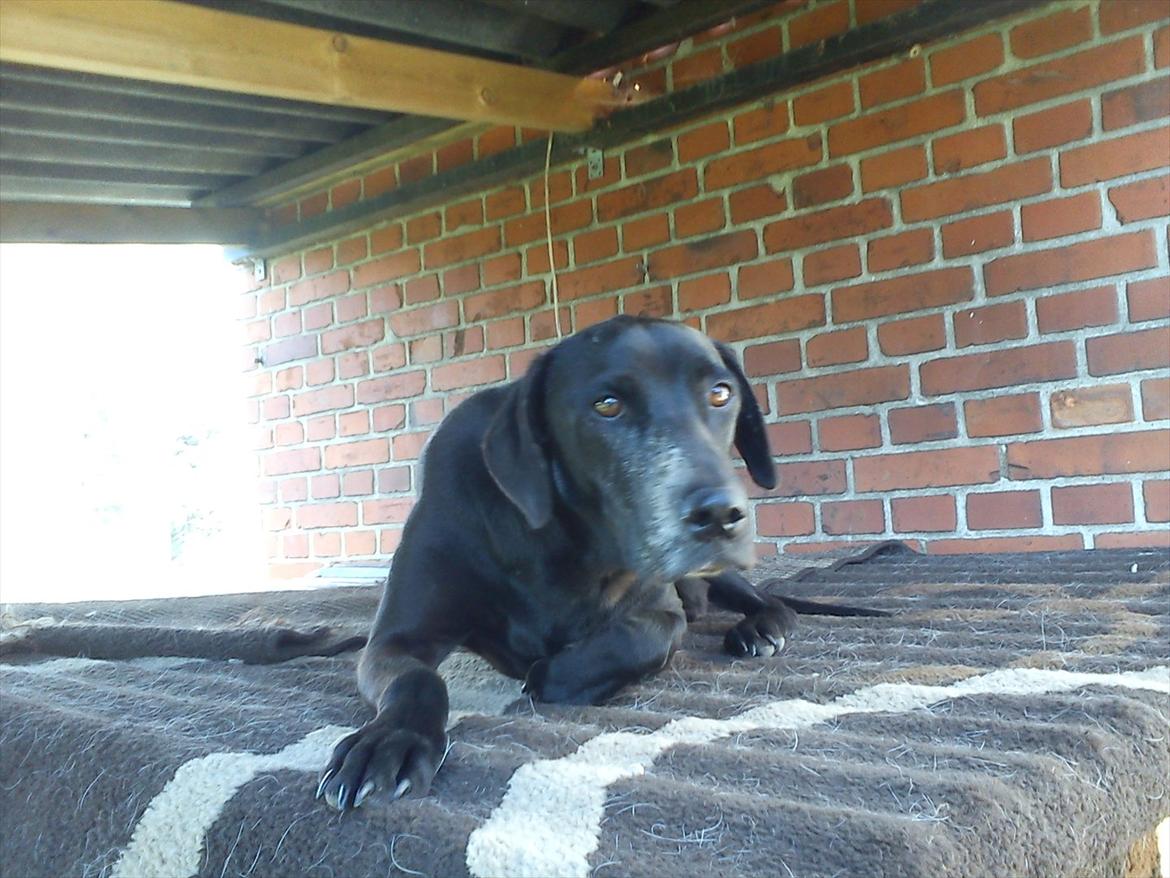 Blanding af racer Odin R.I.P d 7 nov 2013 billede 3