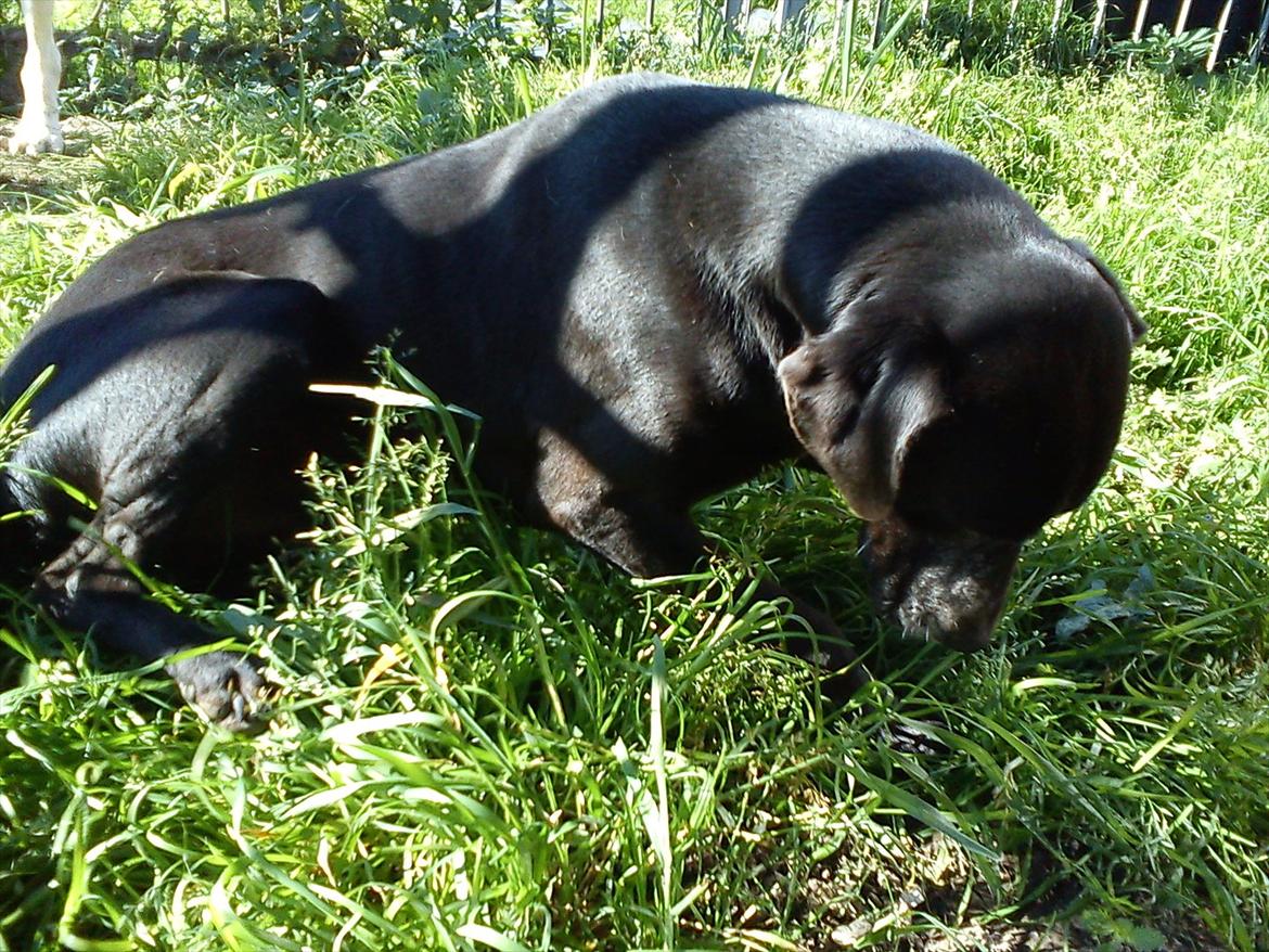 Blanding af racer Odin R.I.P d 7 nov 2013 billede 4