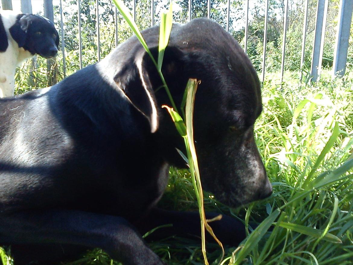 Blanding af racer Odin R.I.P d 7 nov 2013 billede 5