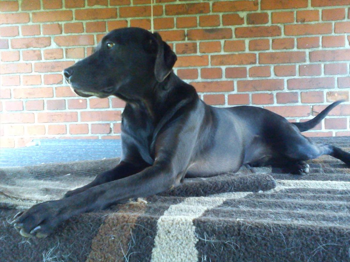 Blanding af racer Odin R.I.P d 7 nov 2013 billede 6