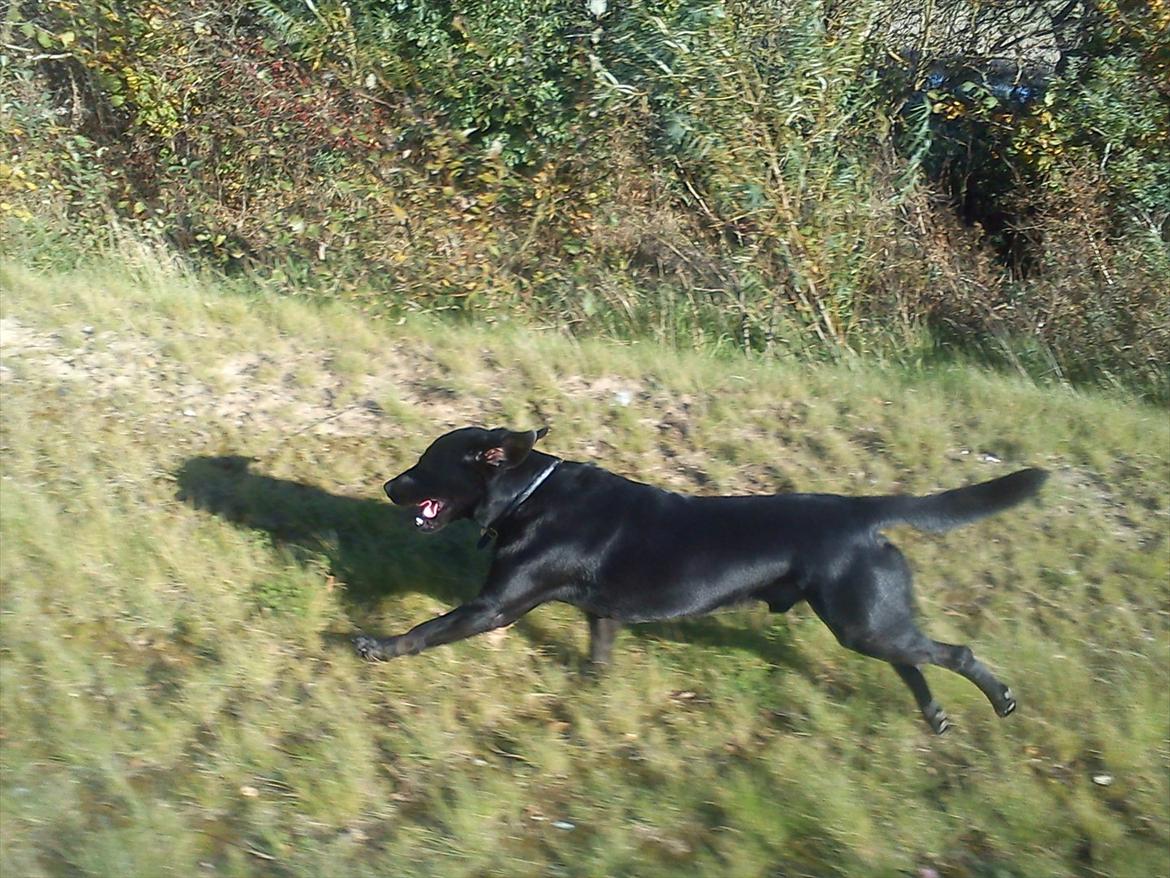 Blanding af racer Zorro - Racer hund!:p billede 6