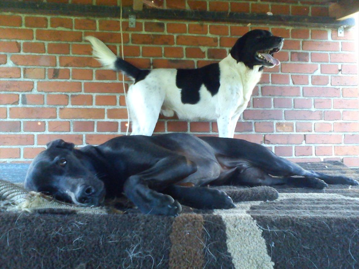 Blanding af racer Odin R.I.P d 7 nov 2013 billede 7