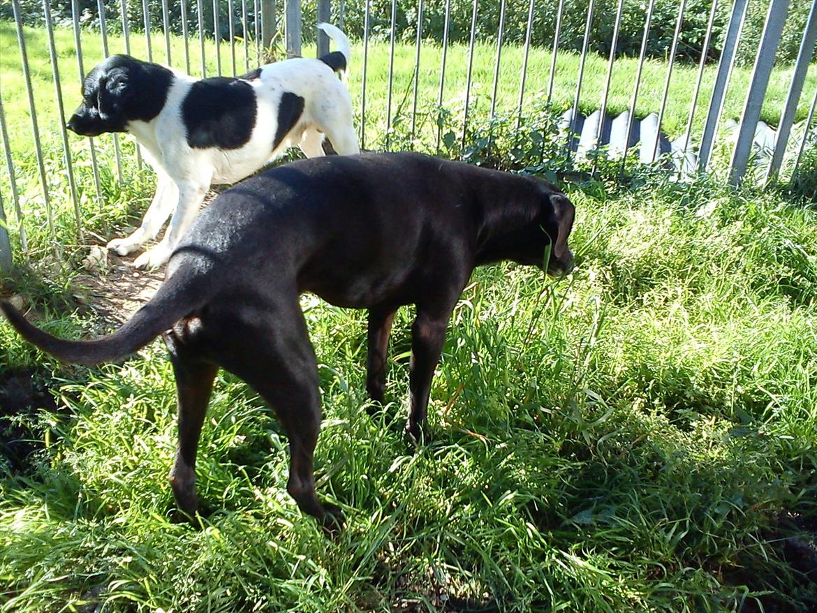 Blanding af racer Odin R.I.P d 7 nov 2013 billede 8