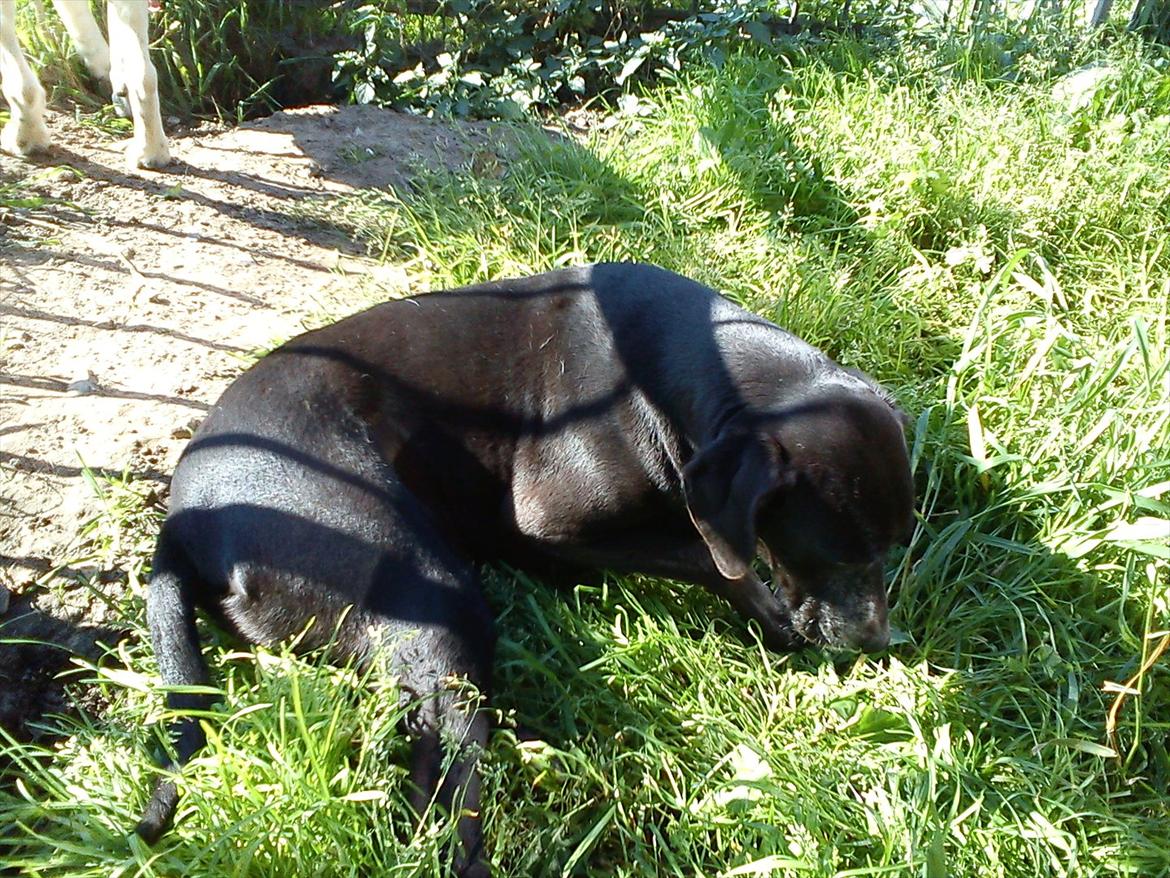 Blanding af racer Odin R.I.P d 7 nov 2013 billede 9