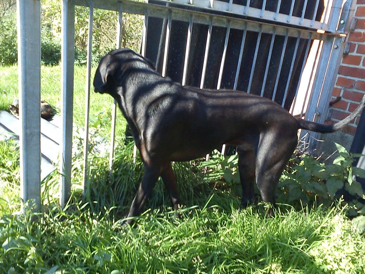 Blanding af racer Odin R.I.P d 7 nov 2013 billede 10