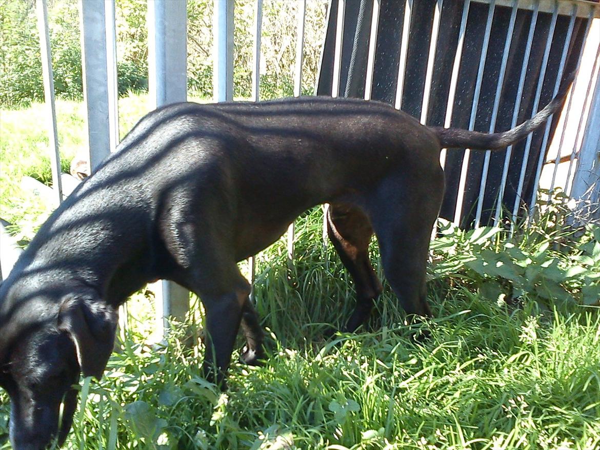 Blanding af racer Odin R.I.P d 7 nov 2013 billede 11