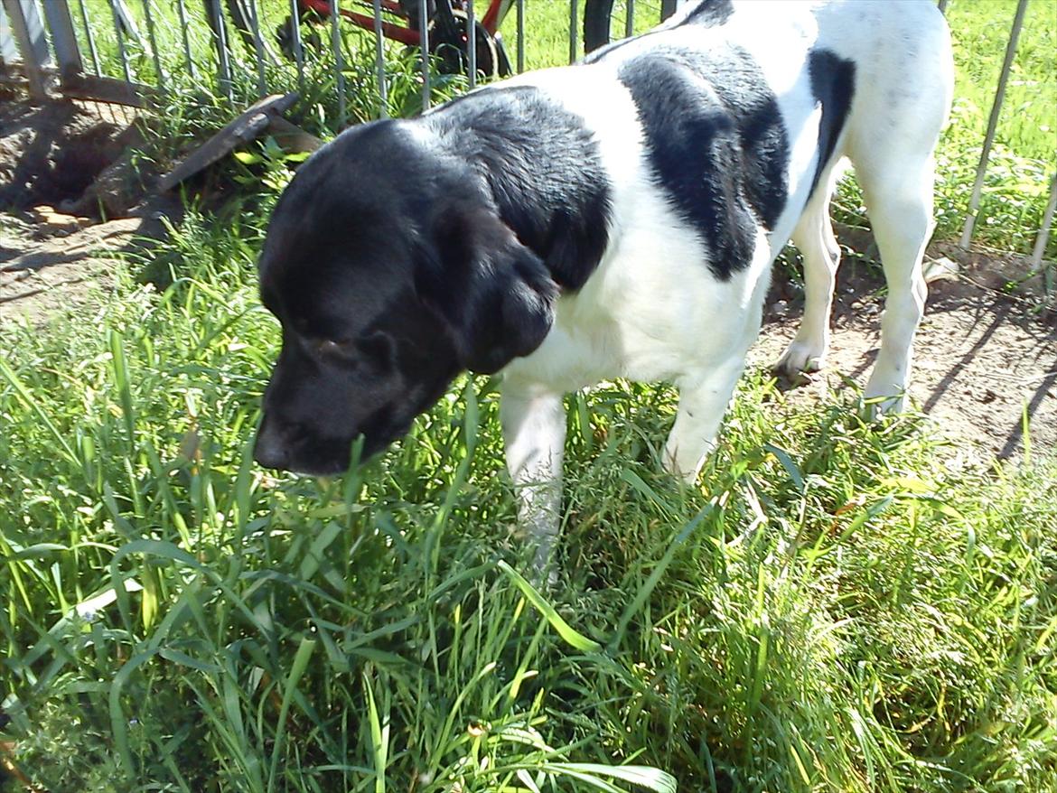 Blanding af racer Tor R.I.P d 7 nov 2013 billede 8