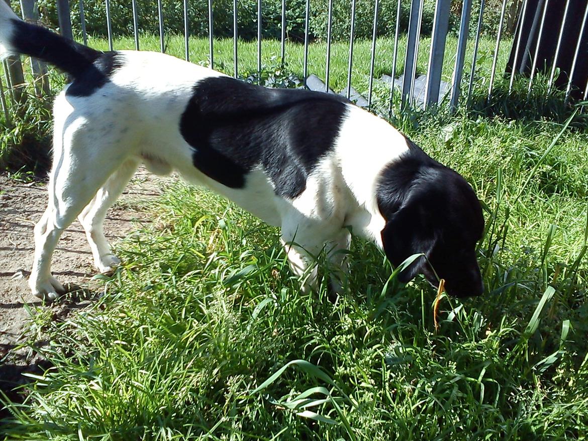 Blanding af racer Tor R.I.P d 7 nov 2013 billede 9