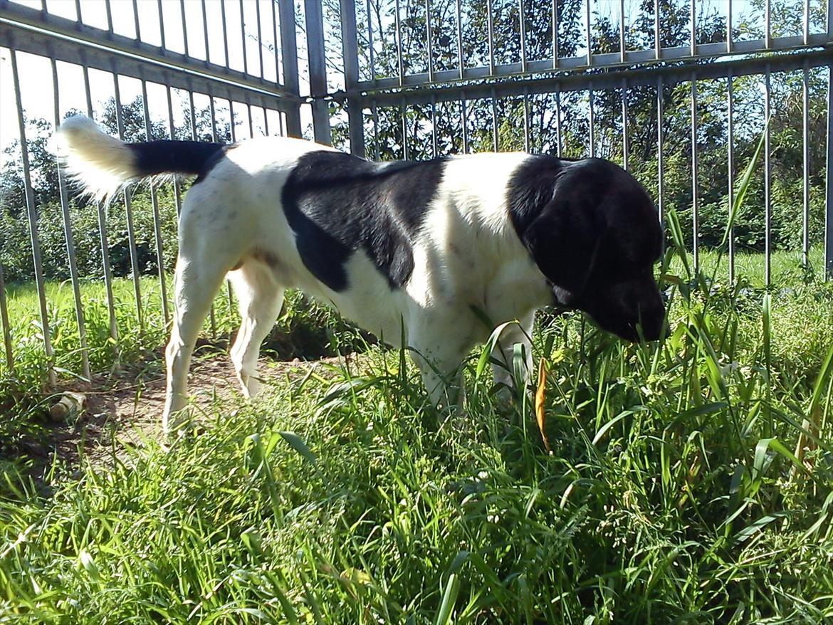 Blanding af racer Tor R.I.P d 7 nov 2013 billede 10