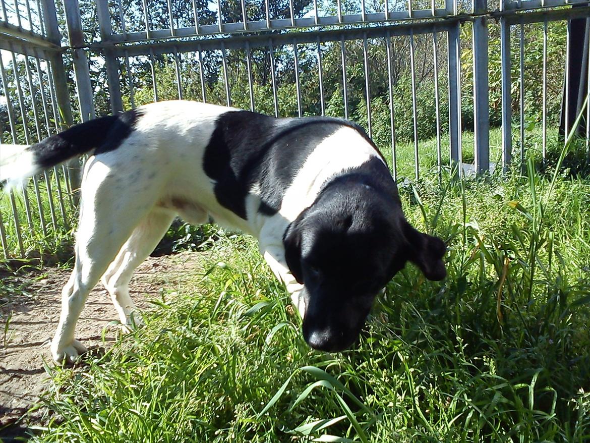 Blanding af racer Tor R.I.P d 7 nov 2013 billede 11