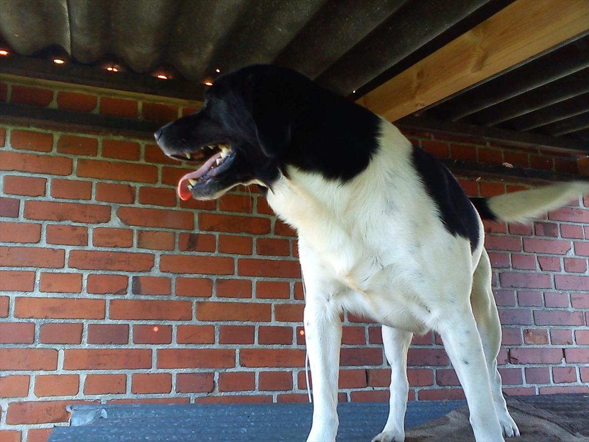 Blanding af racer Tor R.I.P d 7 nov 2013 billede 2