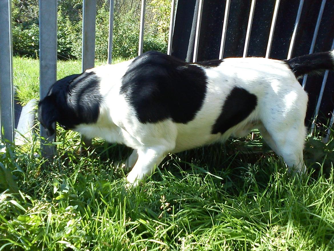 Blanding af racer Tor R.I.P d 7 nov 2013 billede 12