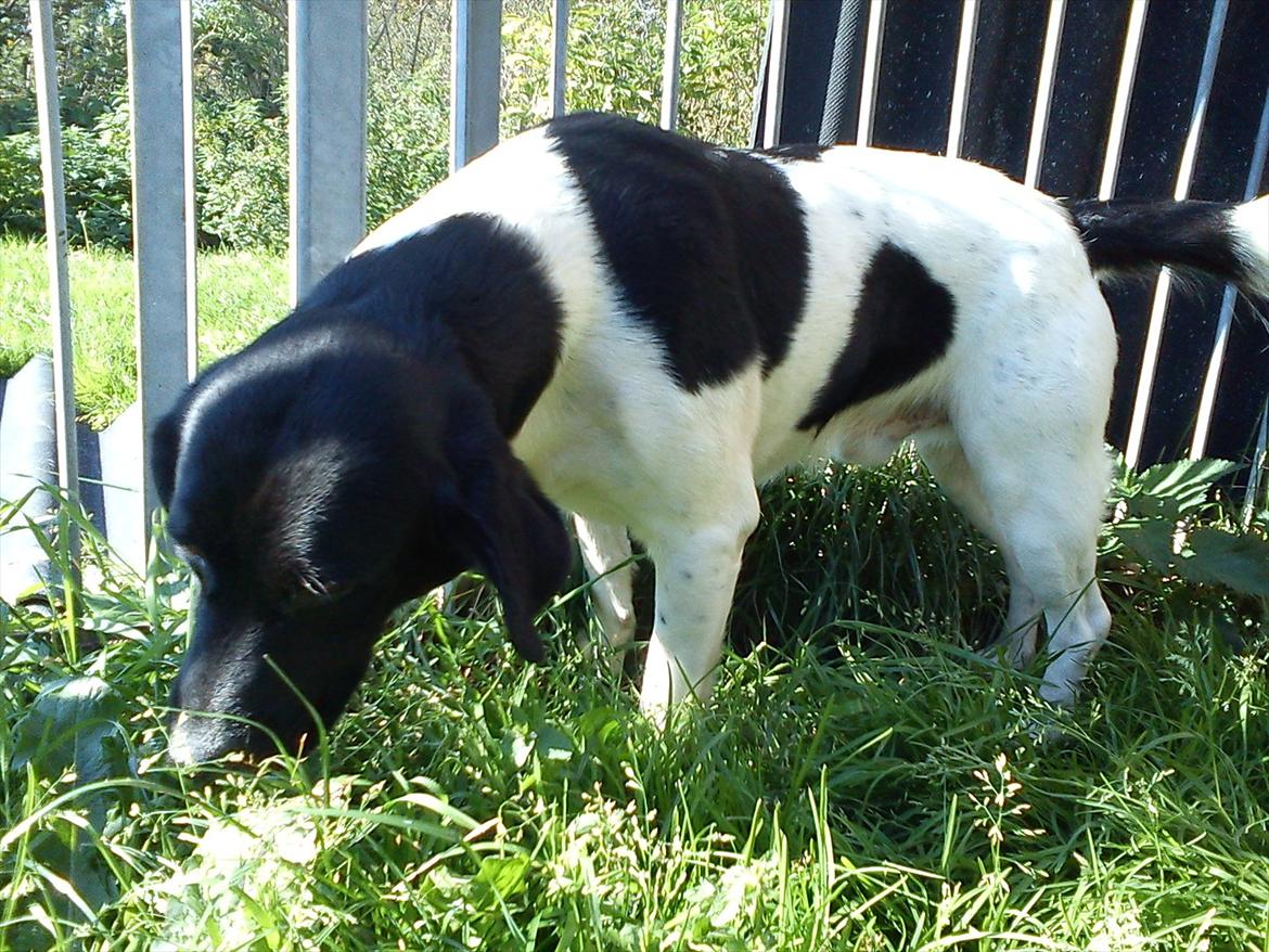 Blanding af racer Tor R.I.P d 7 nov 2013 billede 13