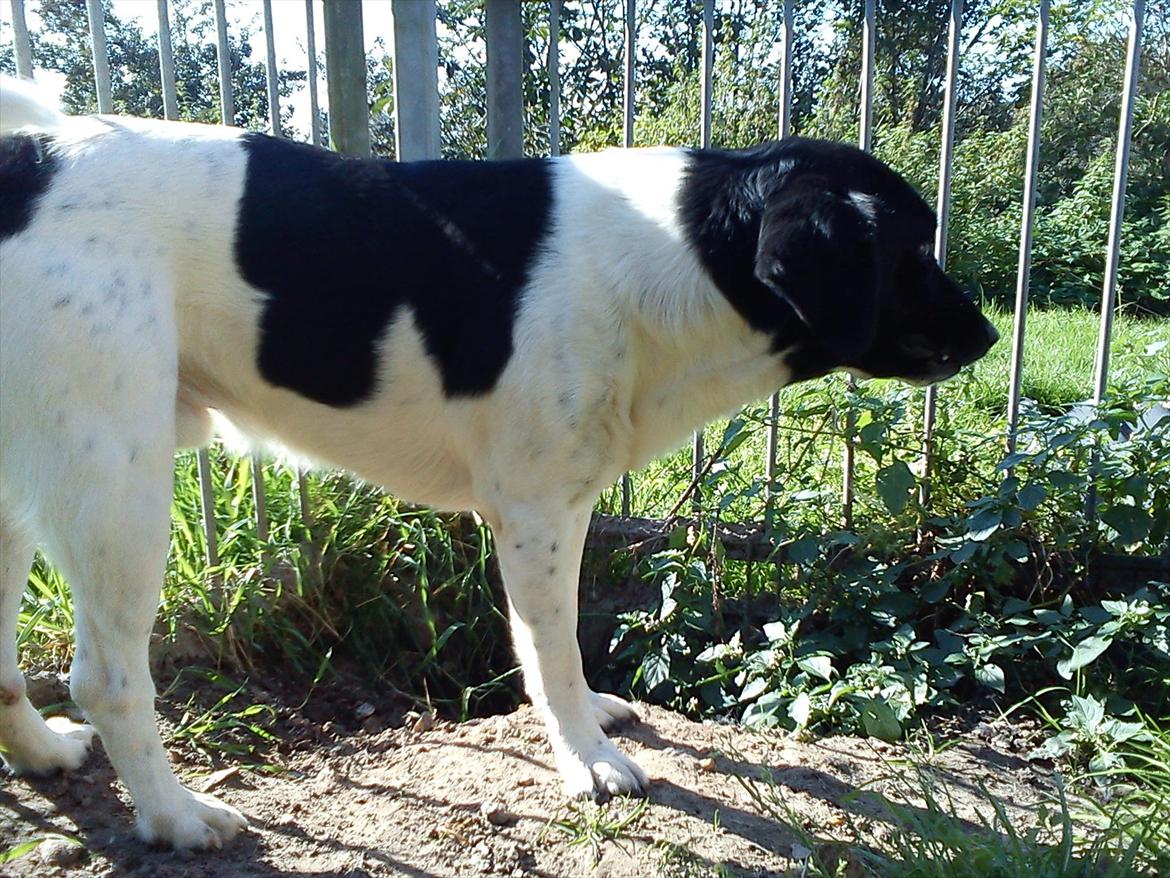 Blanding af racer Tor R.I.P d 7 nov 2013 billede 15