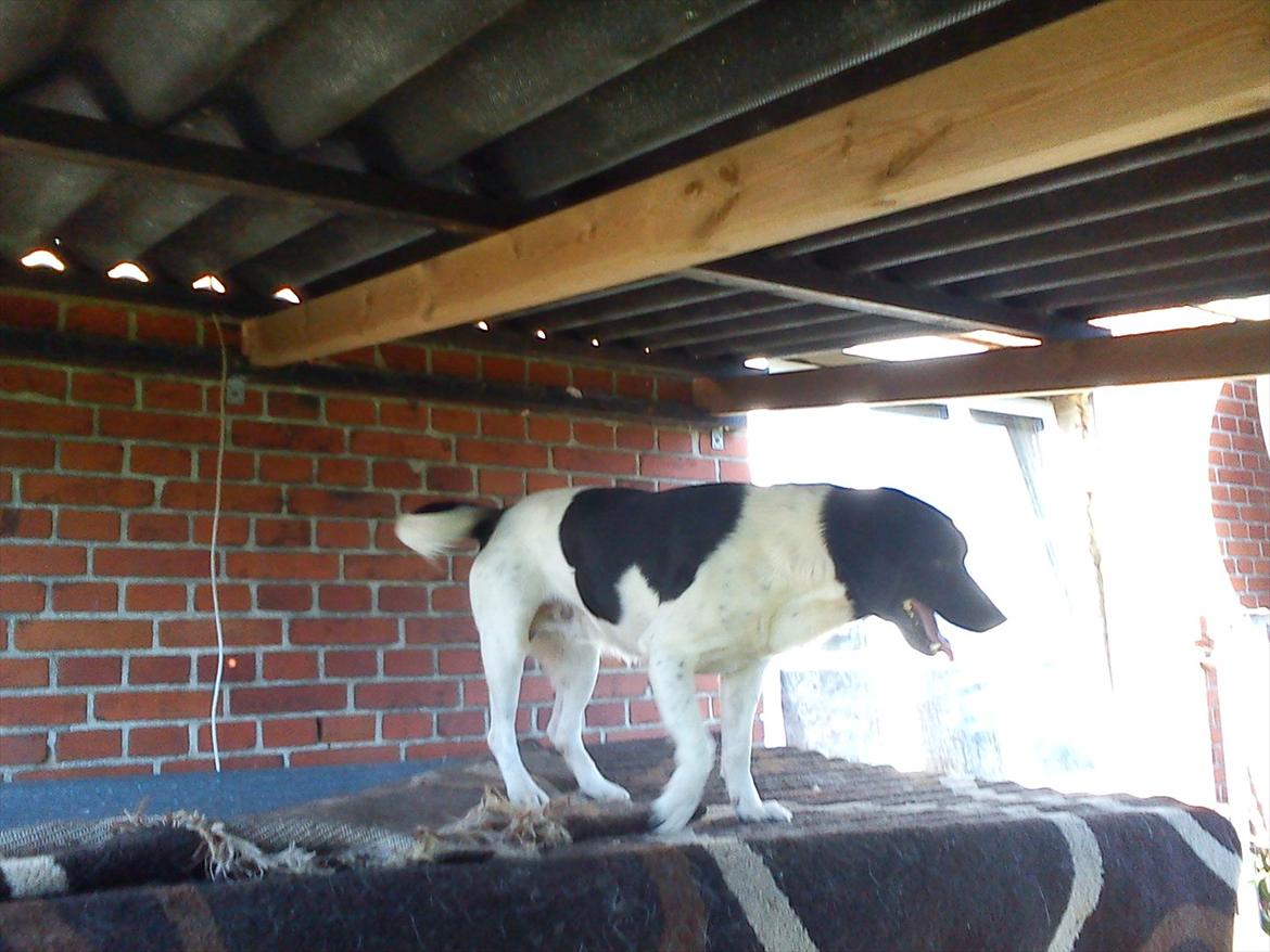 Blanding af racer Tor R.I.P d 7 nov 2013 billede 16