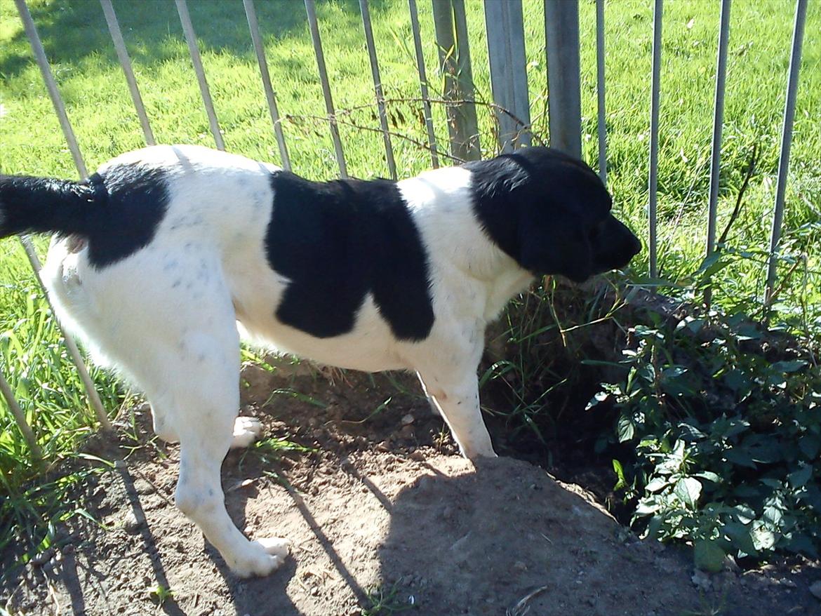 Blanding af racer Tor R.I.P d 7 nov 2013 billede 17