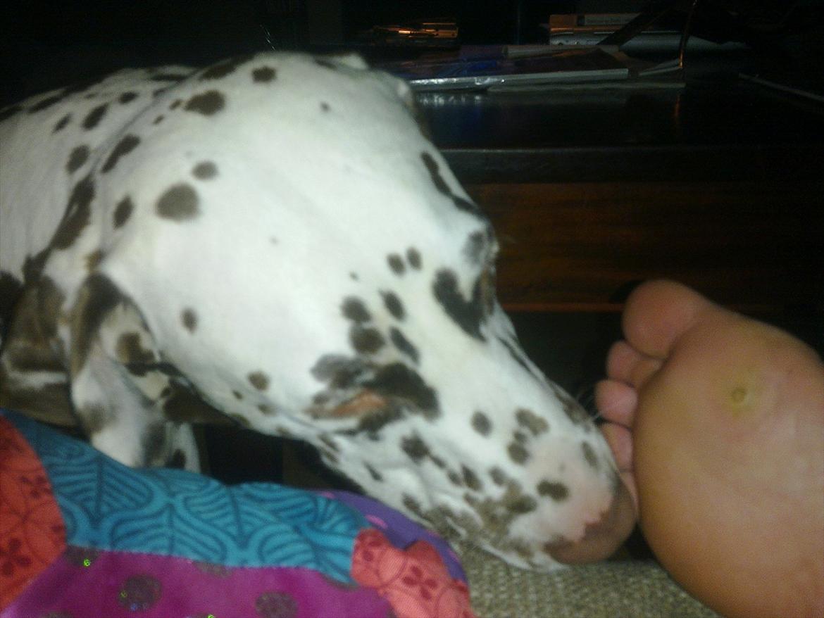 Dalmatiner Trunte - Trunten slikker mor's tær rene.....
Tak for kigget..Læg gerne en kommentar+bedømmelse billede 20