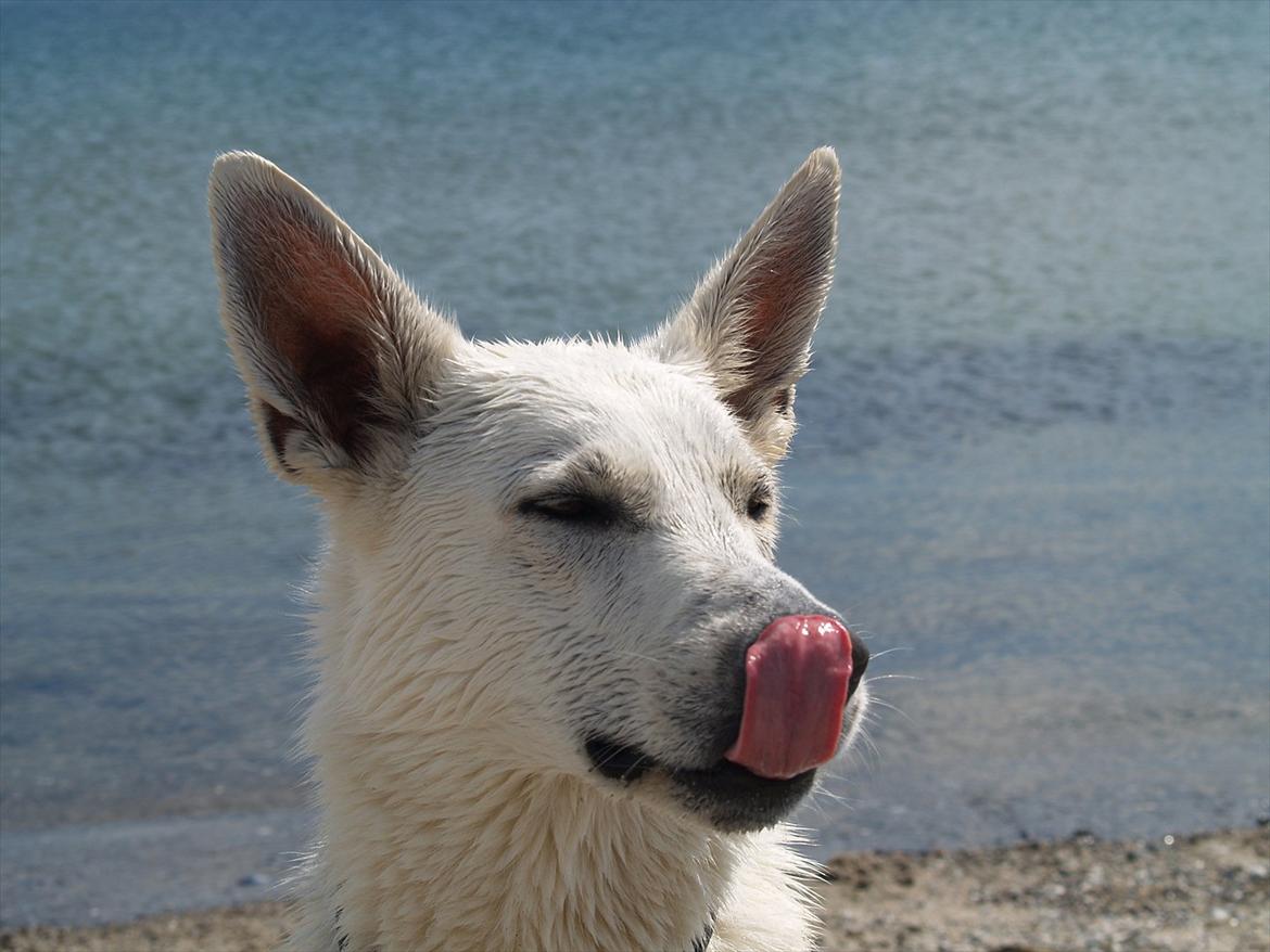 Hvid schæfer Jasmin billede 1