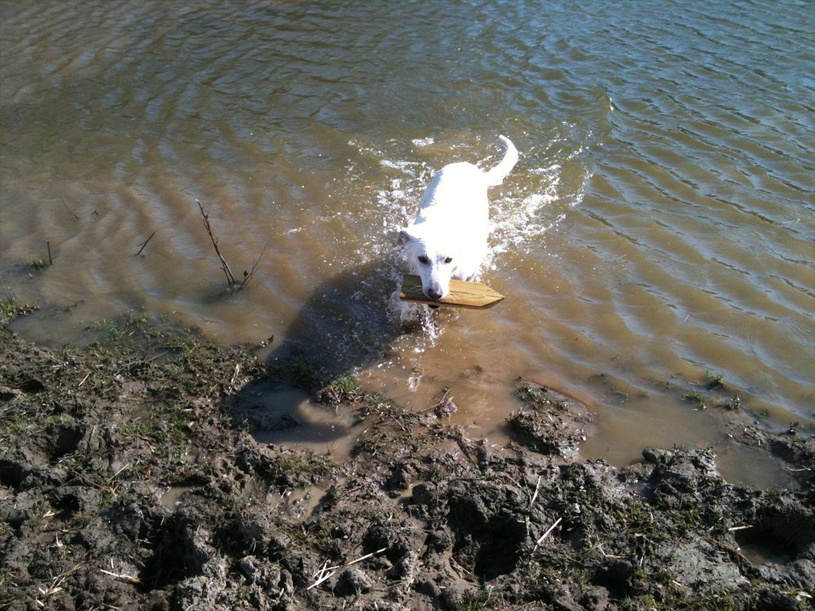 Hvid schæfer Jasmin billede 2