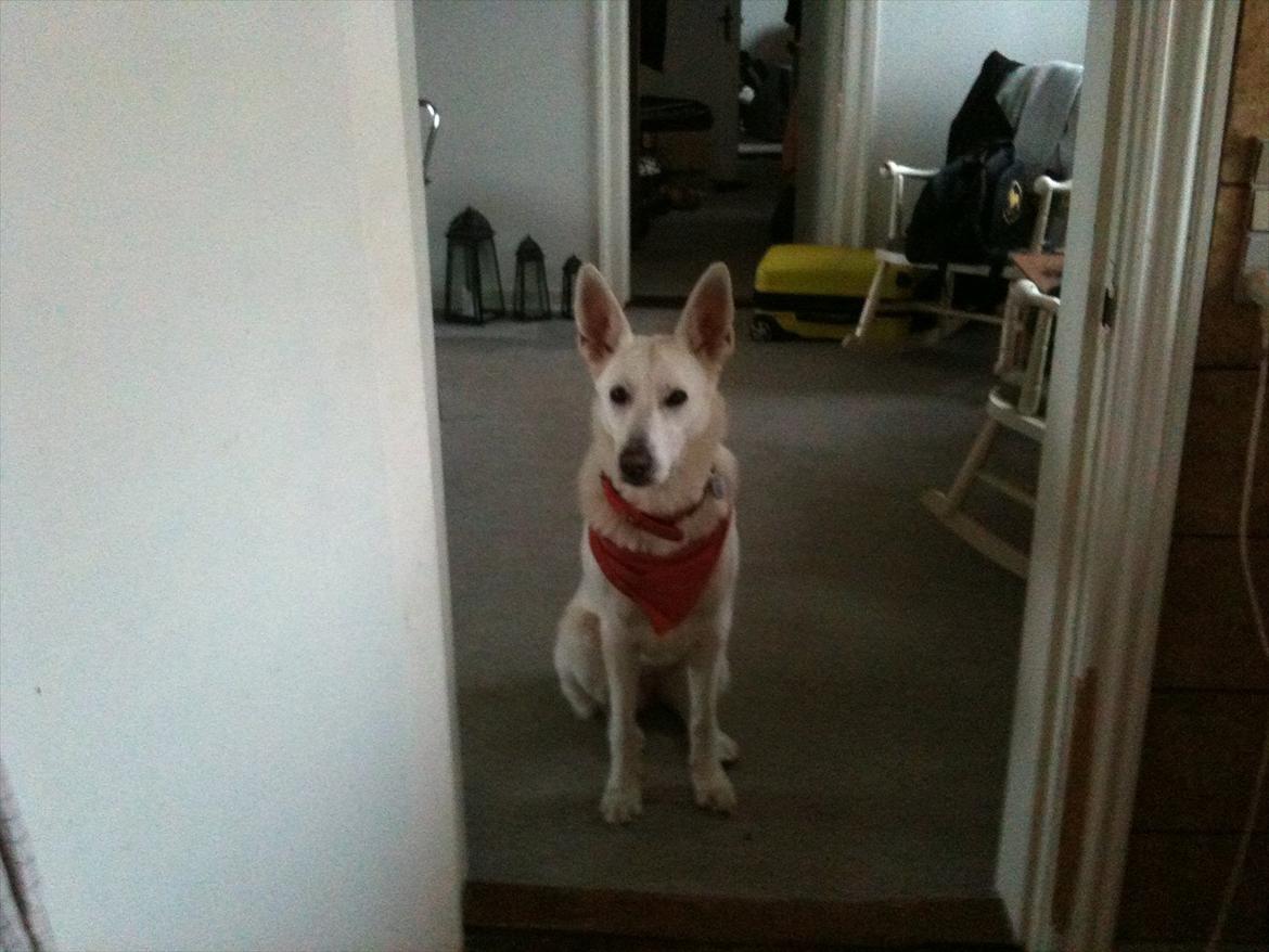 Hvid schæfer Jasmin billede 3