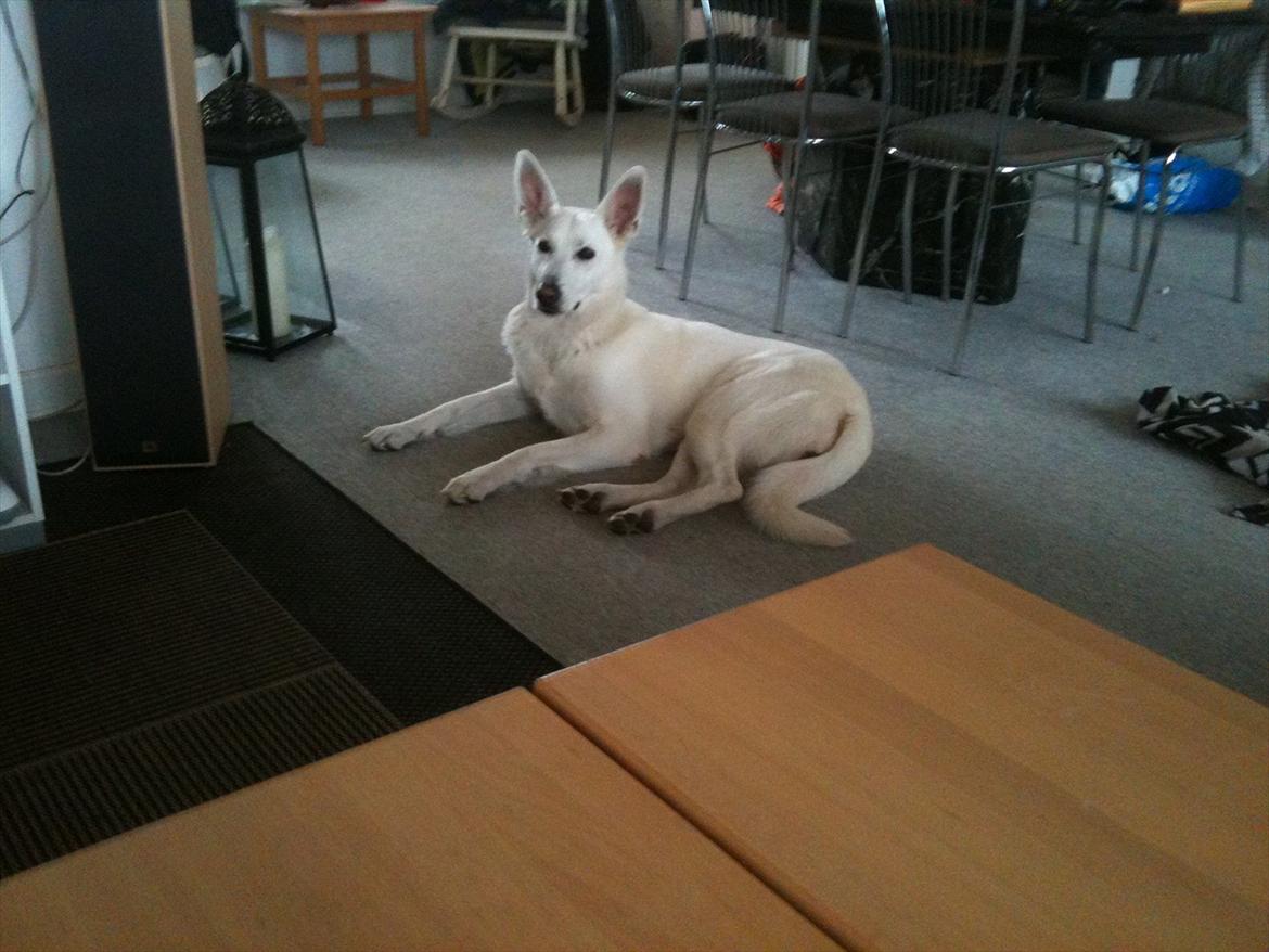 Hvid schæfer Jasmin billede 4