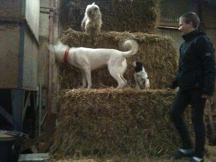 Hvid schæfer Jasmin billede 5