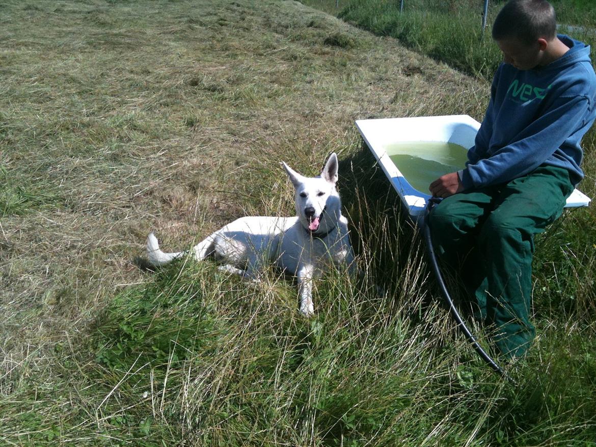 Hvid schæfer Jasmin billede 6