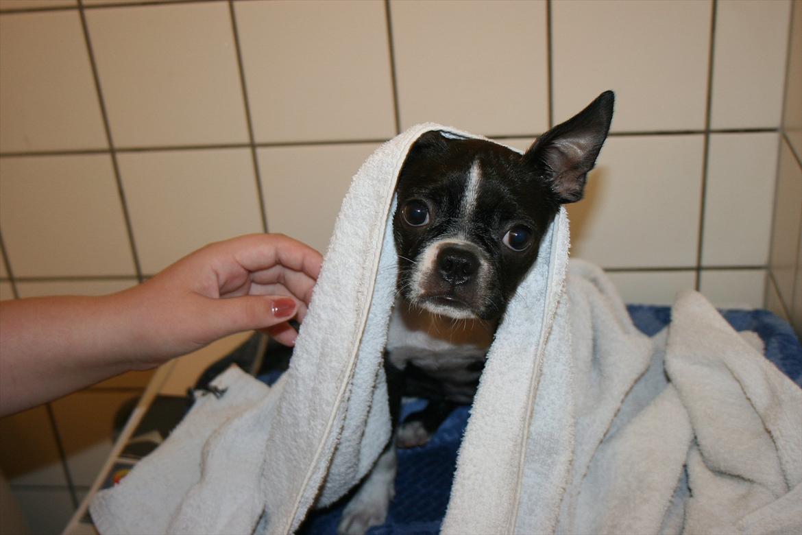 Boston terrier Mille - Mine forældre mente at jeg skulle til udstilling.. de glemte altså bare at fortælle at med det følger der et bad, det har jeg ikke skrevet under på! Hjælp mig ! :-( billede 8