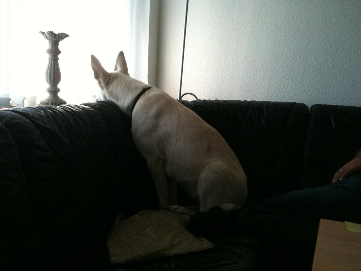 Hvid schæfer Jasmin billede 7