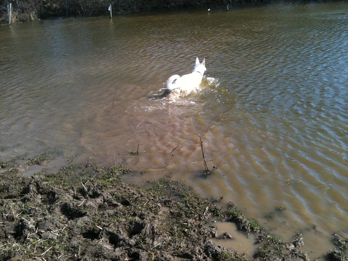 Hvid schæfer Jasmin billede 8