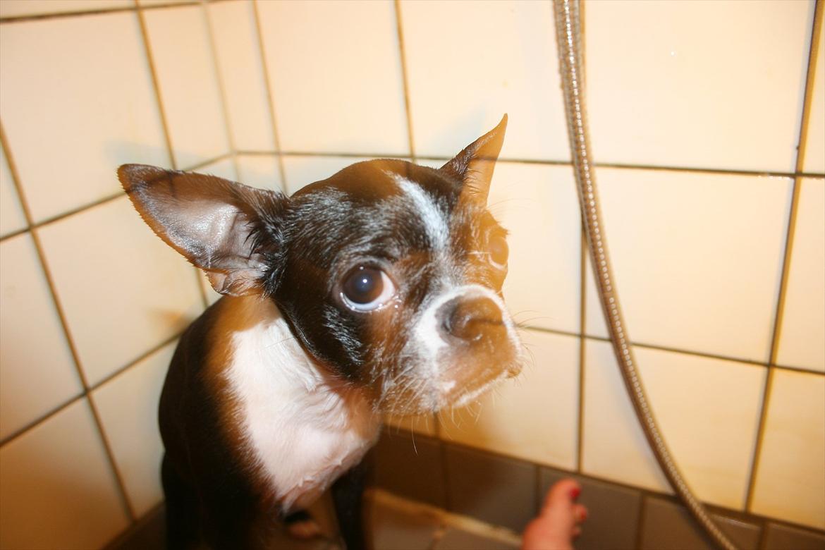 Boston terrier Mille - eeej nej.. hvad er nu det for noget??! mooar.. jeg troede at du elskede mig... billede 3