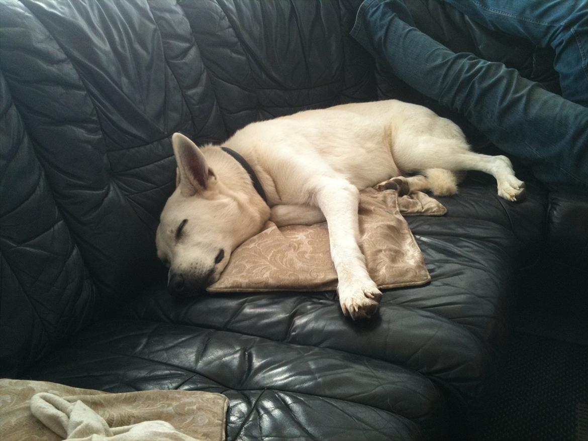 Hvid schæfer Jasmin billede 9