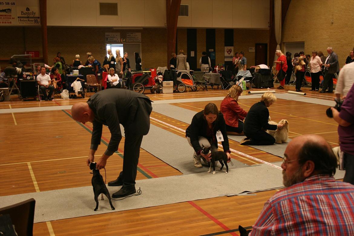Boston terrier Mille - Her er vi så hvor vi prøver at stå så fint som en baby nu kan, mens vi venter på at det bliver vores tur :-)  billede 11