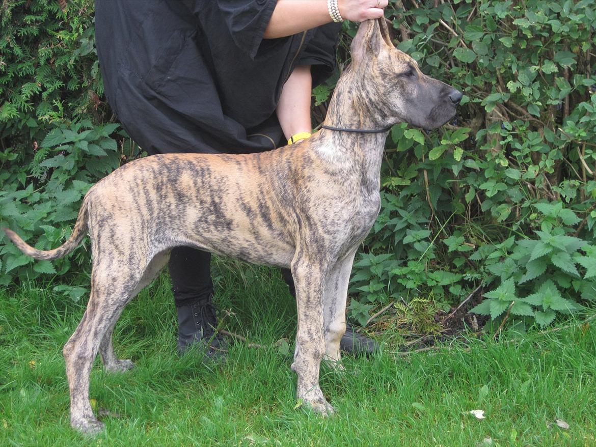 Grand danois Annabell - Meget lækker og dejlig tæve. Taget den 21/9-2011 billede 16