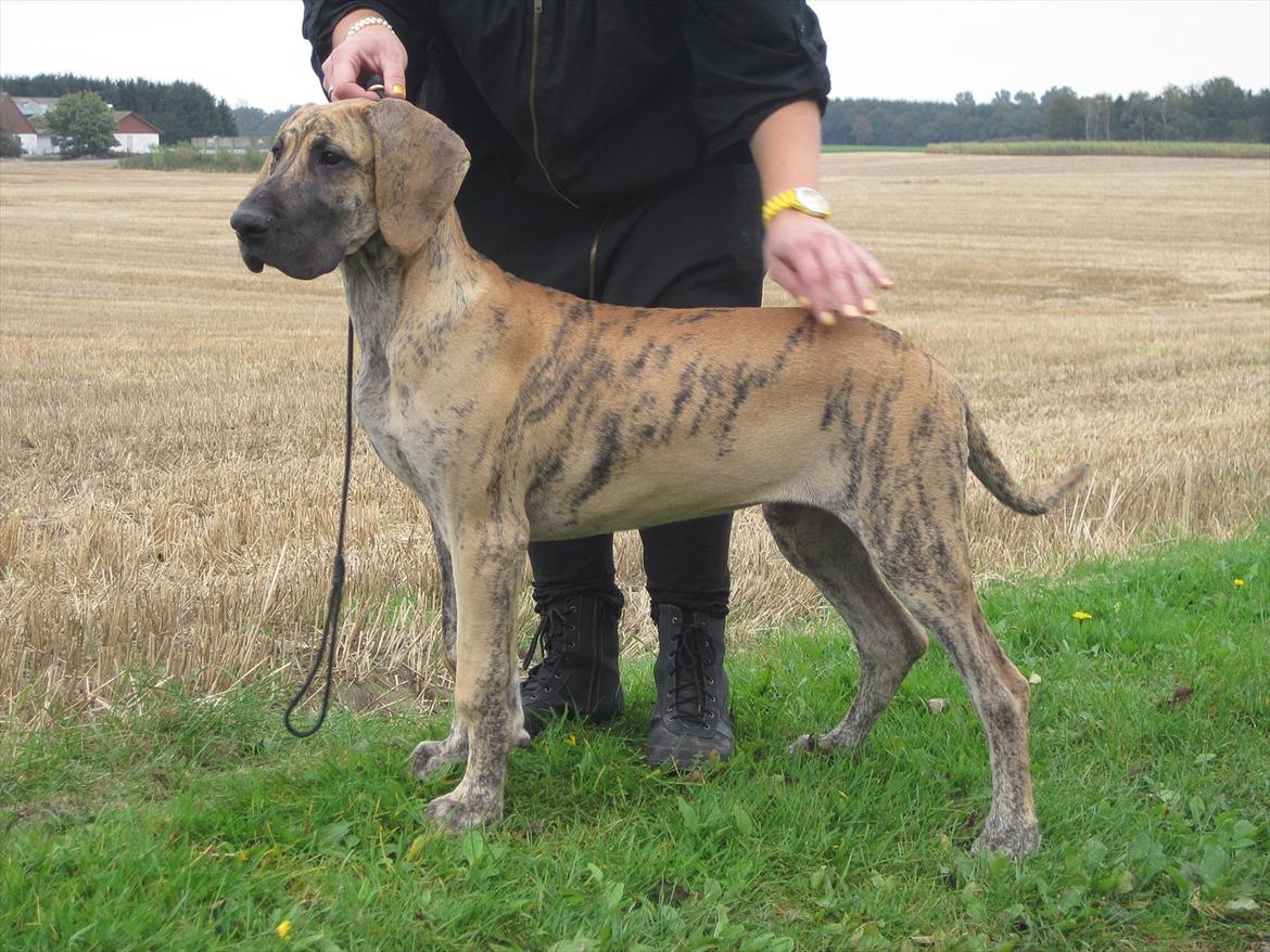 Grand danois Annabell - Flotte og specielle aftegn og en smuk hvalp. Taget den 21/9-2011. billede 17