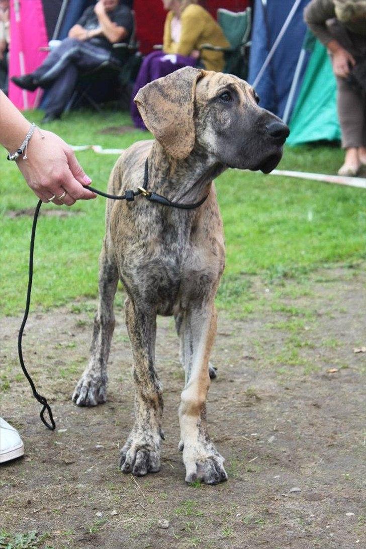 Grand danois Annabell - Her er Annabell på sin første udstilling 10/9-2011 som hun klarede med et flot resultat SL (særdeles lovende) billede 18