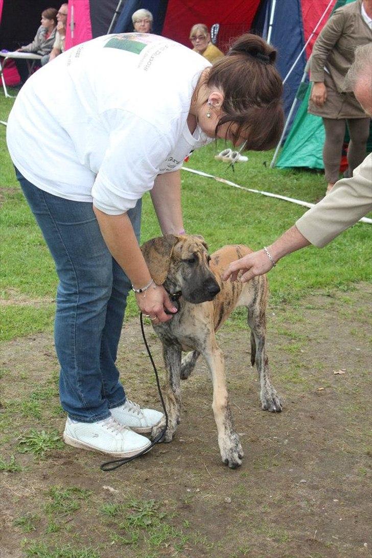 Grand danois Annabell - Så skal dommeren kigge.... billede 19