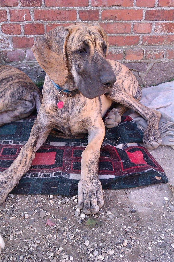 Grand danois Annabell - Annabell nyder september solen... 30/9-2011 billede 20